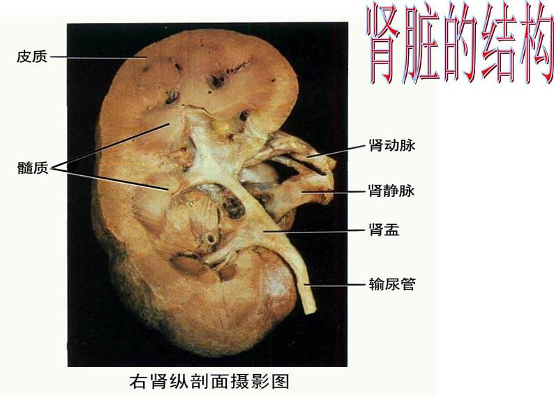 苏教版七年级下册生物 11.2人体废物的排出 课件第5页