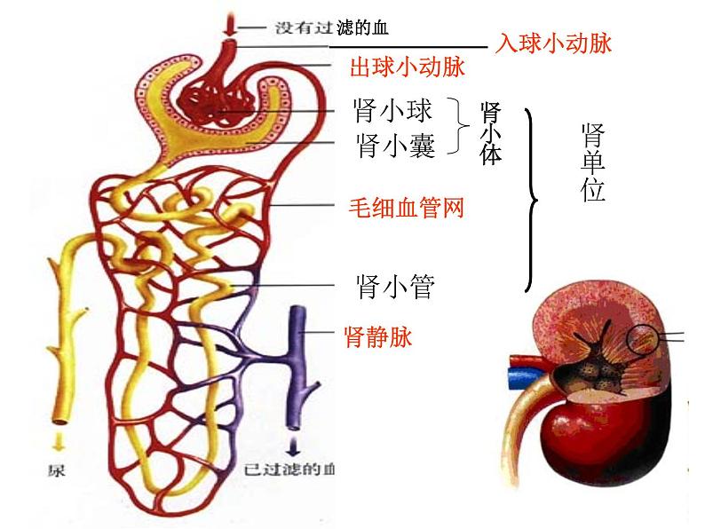 苏教版七年级下册生物 11.2人体废物的排出 课件第6页