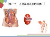 苏教版七年级下册生物 11.1人体泌尿系统的组成 课件