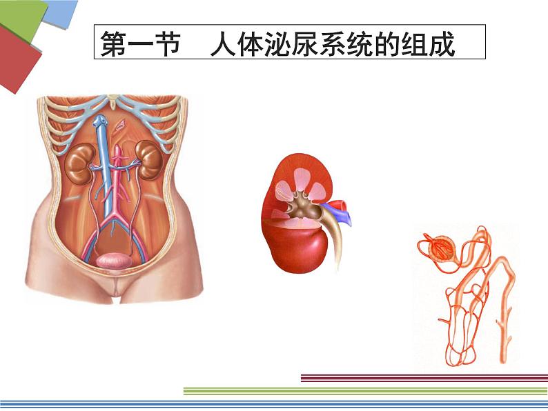 苏教版七年级下册生物 11.1人体泌尿系统的组成 课件03