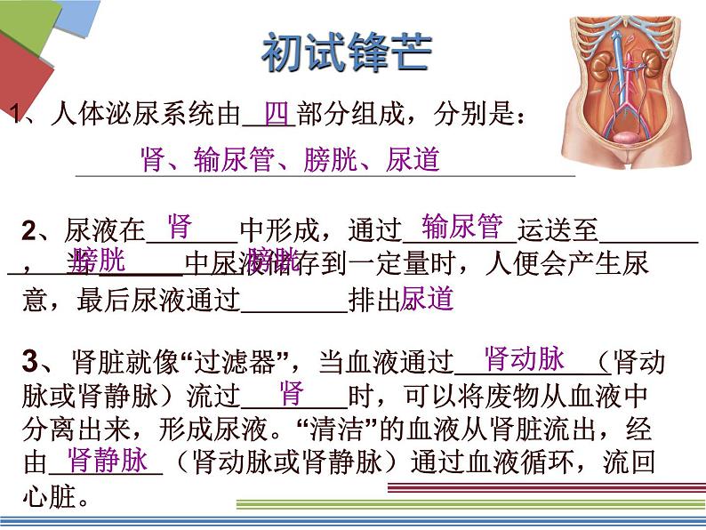 苏教版七年级下册生物 11.1人体泌尿系统的组成 课件05