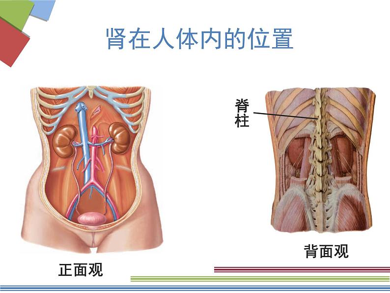 苏教版七年级下册生物 11.1人体泌尿系统的组成 课件06