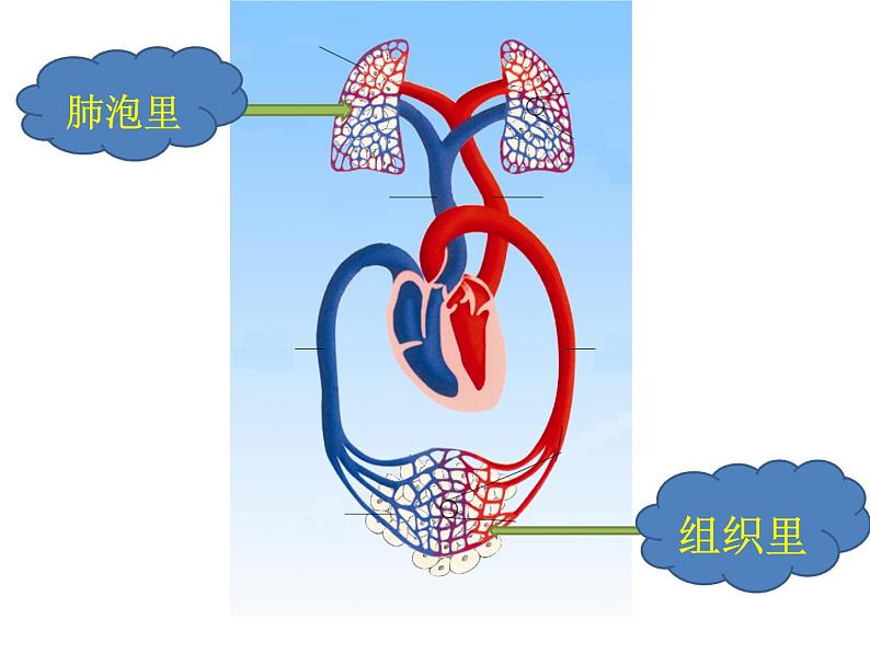 苏教版七年级下册生物 10.4人体内的气体交换 课件第7页