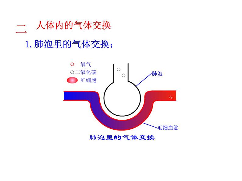 苏教版七年级下册生物 10.4人体内的气体交换 课件第8页