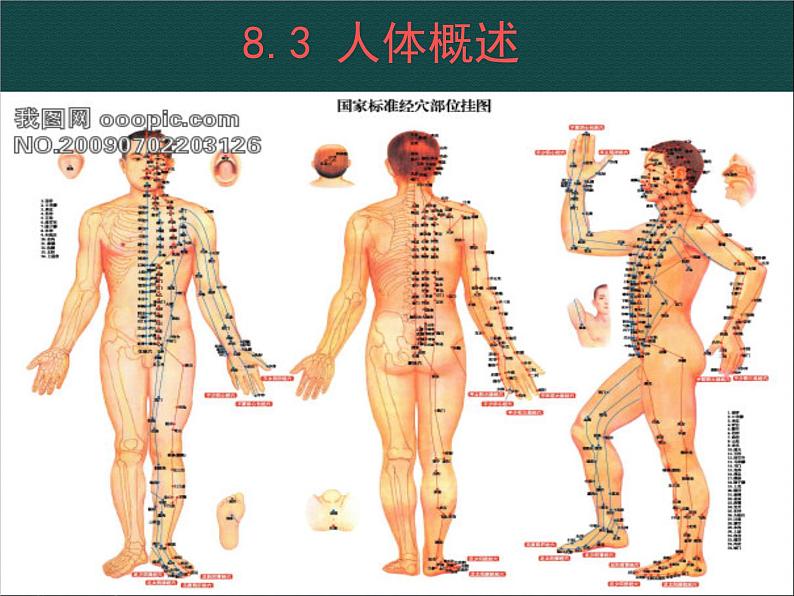 苏教版七年级下册生物 8.3人体概述 课件第1页