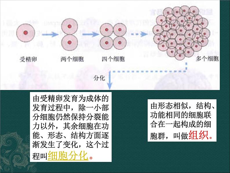 苏教版七年级下册生物 8.3人体概述 课件第2页