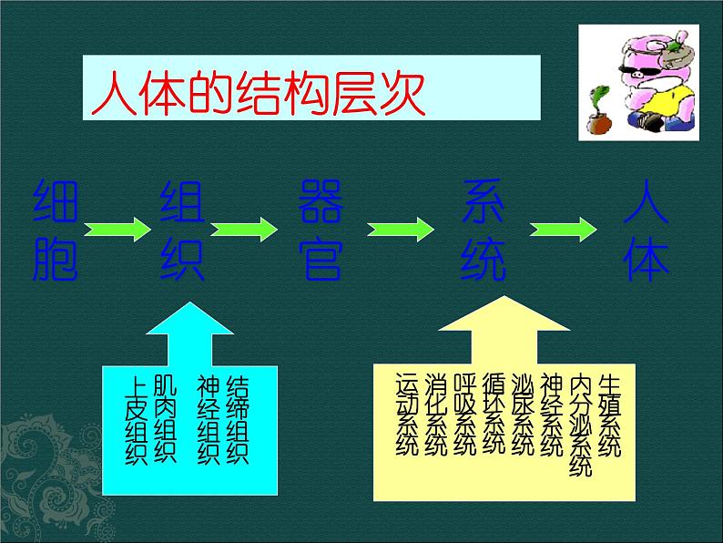 苏教版七年级下册生物 8.3人体概述 课件第3页