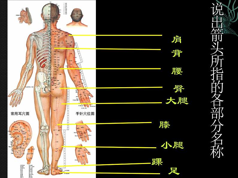 苏教版七年级下册生物 8.3人体概述 课件第5页