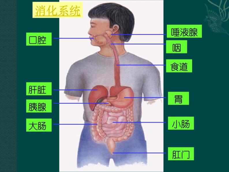 苏教版七年级下册生物 8.3人体概述 课件08