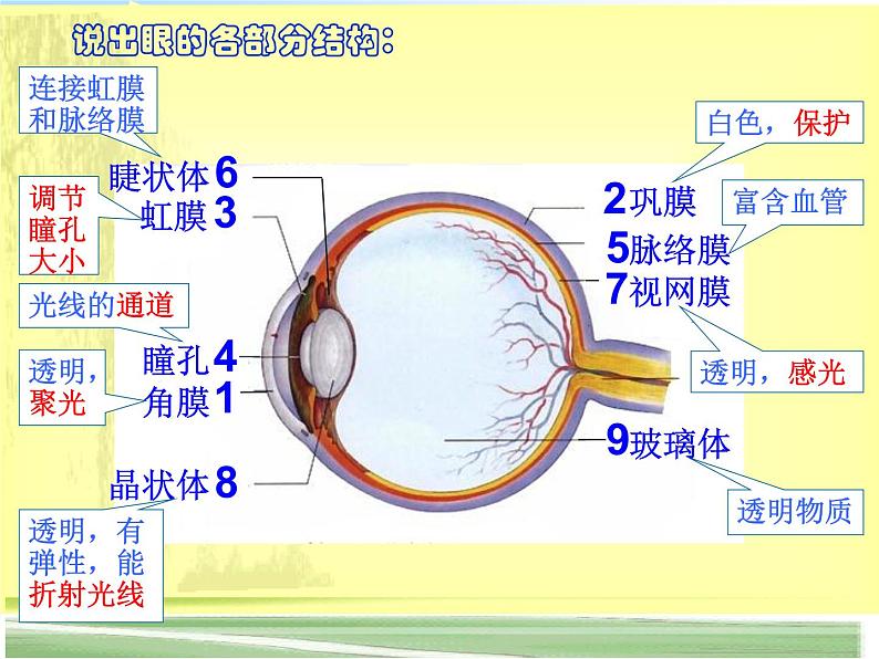 苏教版七年级下册生物 12.3人体感知信息 课件02