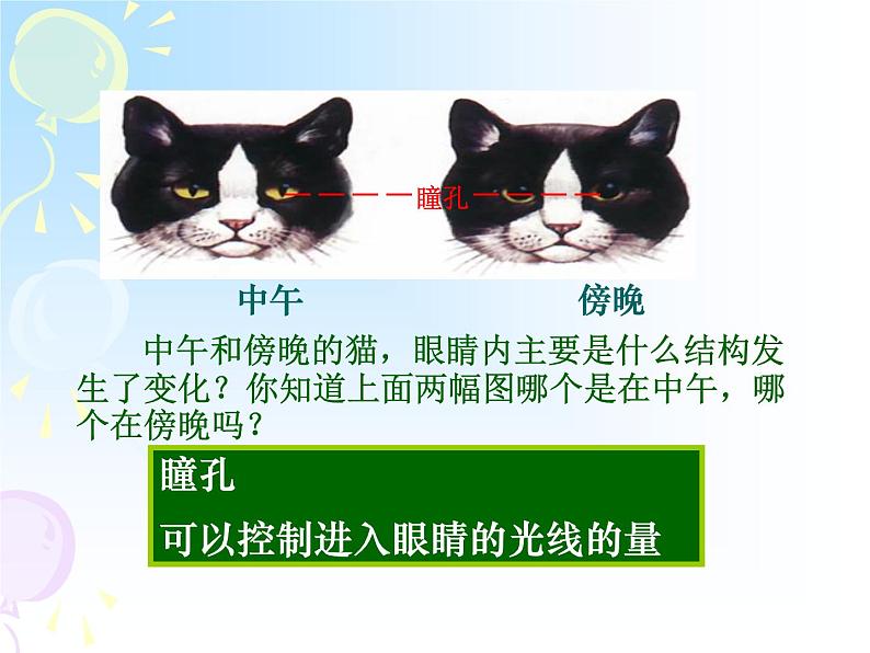 苏教版七年级下册生物 12.3人体感知信息 课件06