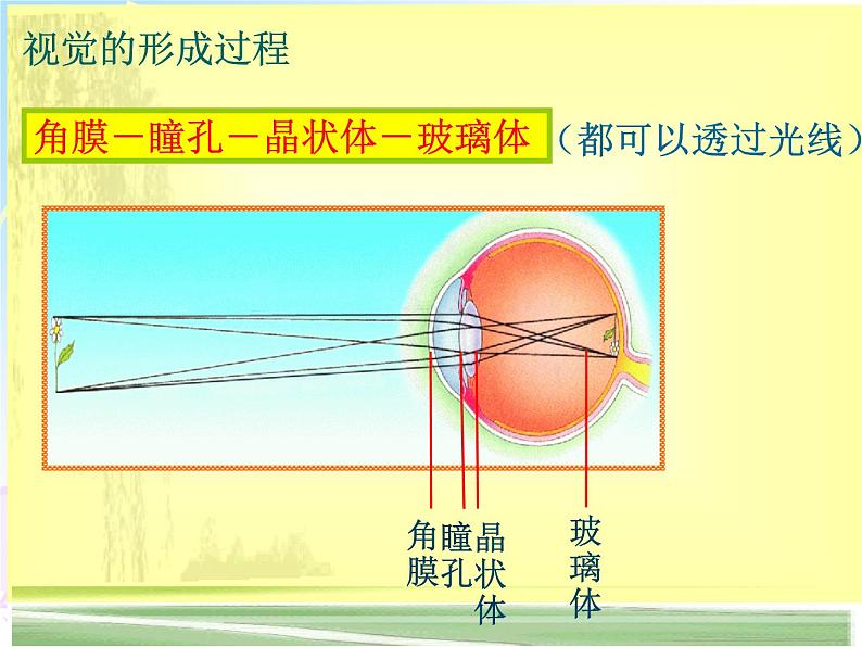 苏教版七年级下册生物 12.3人体感知信息 课件08