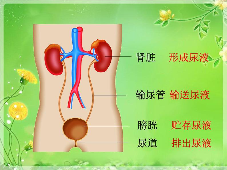 苏教版七年级下册生物 11.1人体泌尿系统的组成 课件05