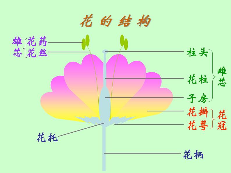 苏教版八年级下册生物 21.2植物的有性生殖 课件02