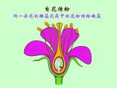 苏教版八年级下册生物 21.2植物的有性生殖 课件