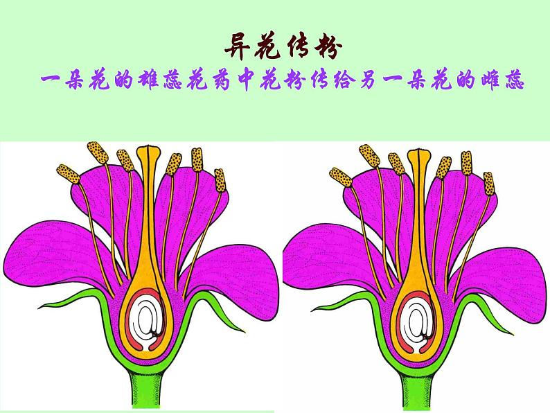 苏教版八年级下册生物 21.2植物的有性生殖 课件06