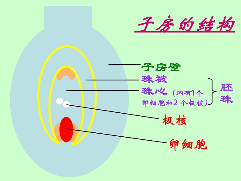 苏教版八年级下册生物 21.2植物的有性生殖 课件08