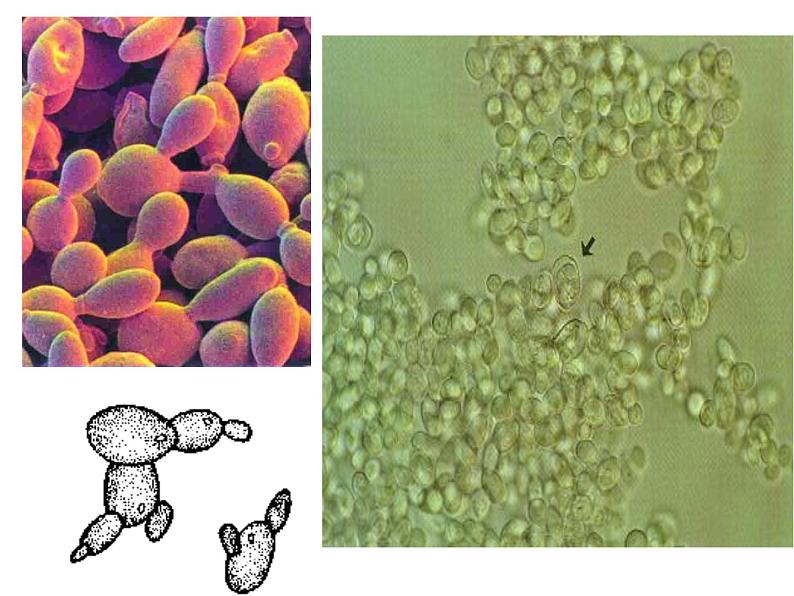 苏教版八年级下册生物 21.1生物的无性生殖 课件第3页