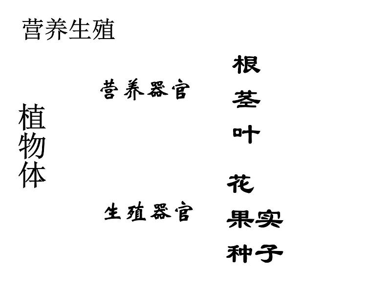 苏教版八年级下册生物 21.1生物的无性生殖 课件第6页