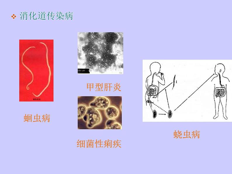 苏教版八年级下册生物 25.1传染病  课件第8页