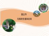 苏教版八年级下册生物 21.5鸟类的生殖与发育 课件