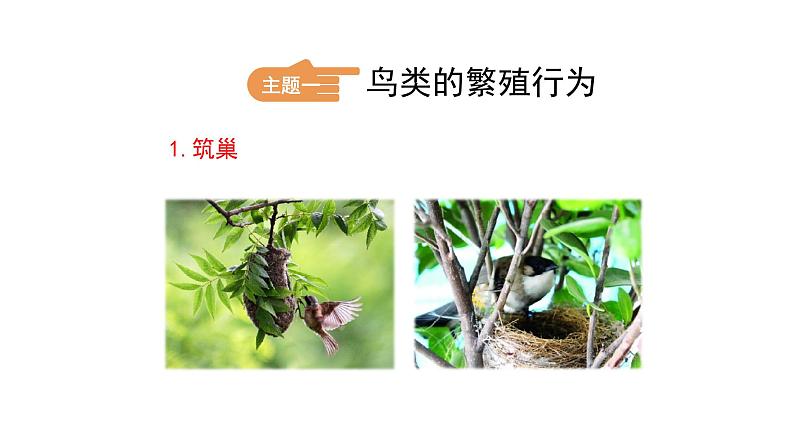 苏教版八年级下册生物 21.5鸟类的生殖与发育 课件04