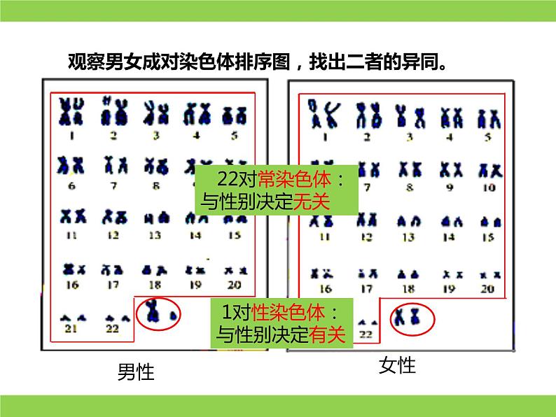 苏教版八年级下册生物 22.3人的性别决定 课件03