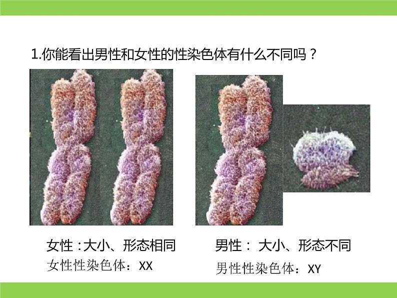 苏教版八年级下册生物 22.3人的性别决定 课件04