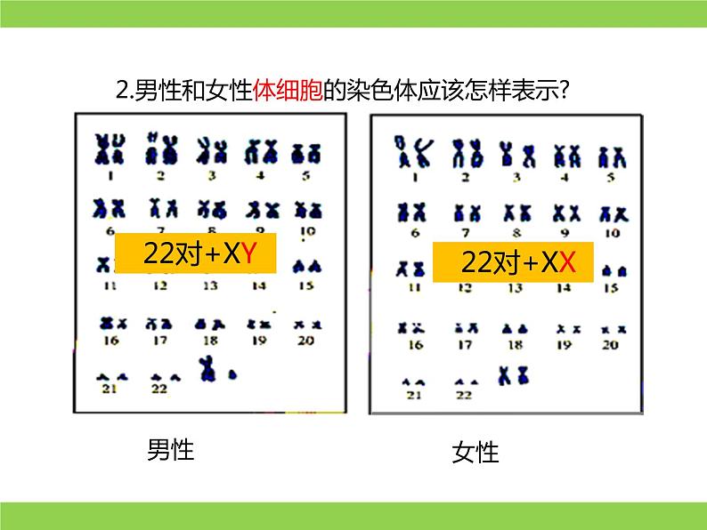 苏教版八年级下册生物 22.3人的性别决定 课件05