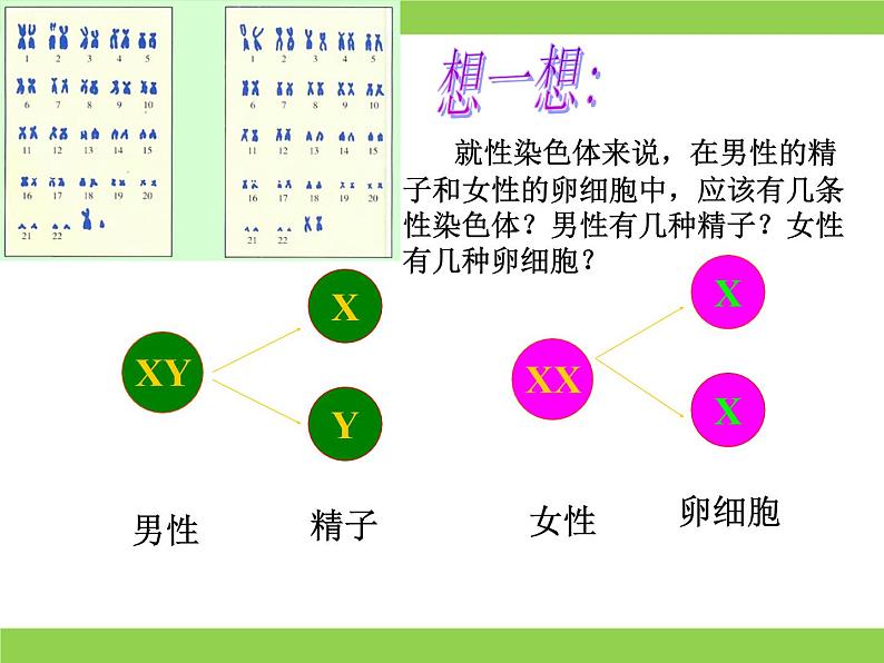 苏教版八年级下册生物 22.3人的性别决定 课件06