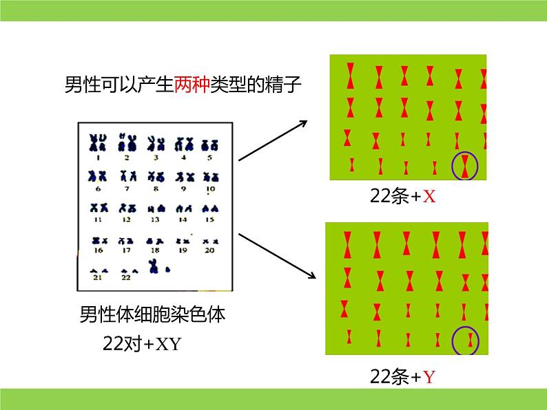 苏教版八年级下册生物 22.3人的性别决定 课件07