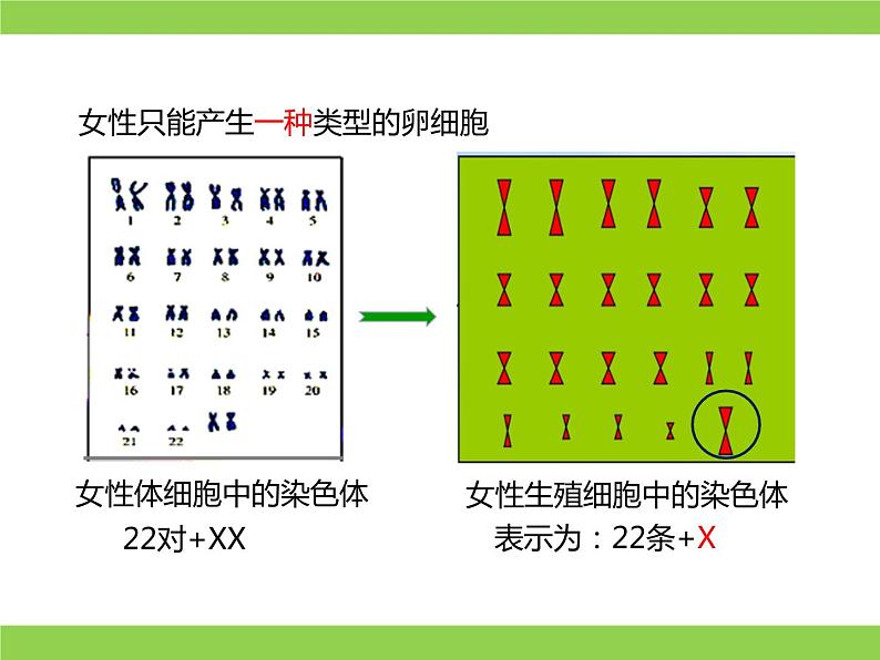 苏教版八年级下册生物 22.3人的性别决定 课件08