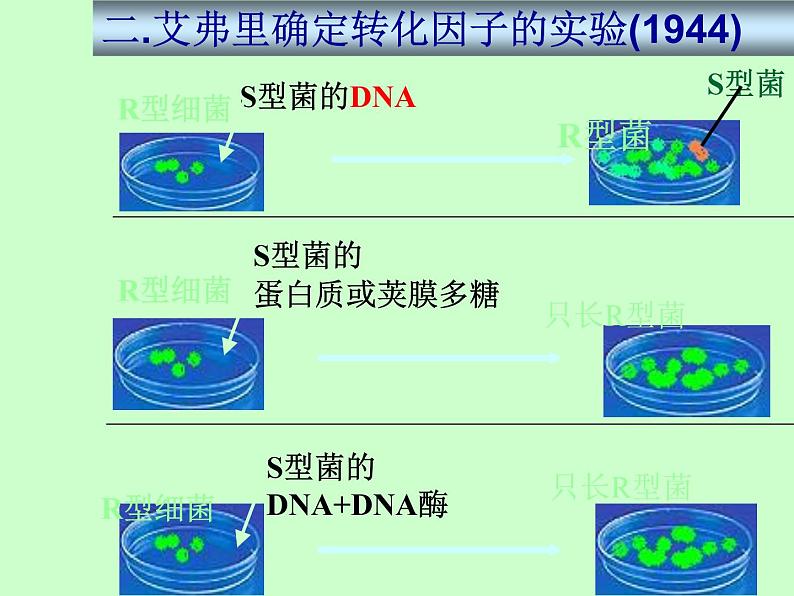 苏教版八年级下册生物 22.1DNA是主要的遗传物质 课件07