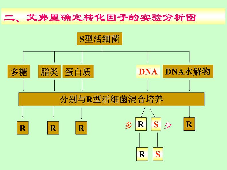 苏教版八年级下册生物 22.1DNA是主要的遗传物质 课件08