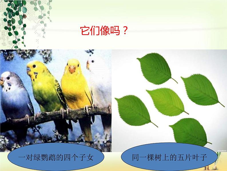 苏教版八年级下册生物 22.5生物的变异 课件06