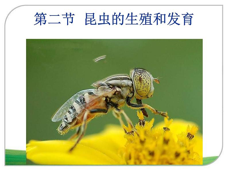 苏教版八年级下册生物 21.3昆虫的生殖与发育 课件04