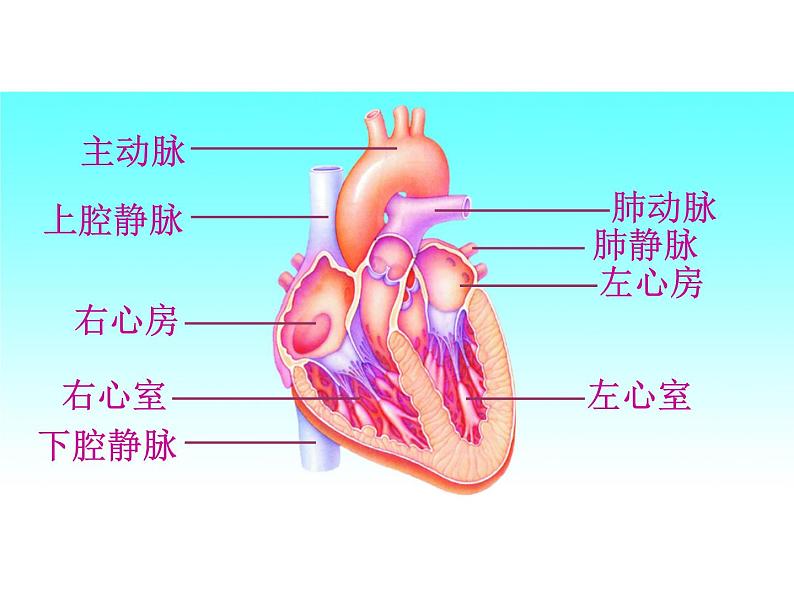 苏教版八年级下册生物 25.2威胁健康的主要疾病 课件第7页