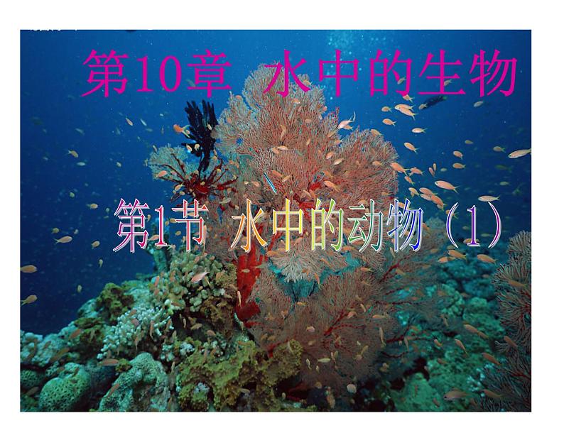 苏科版七年级下册生物 10.1水中的动物 课件01