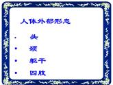 苏科版七年级下册生物 9.2人体的组成 课件