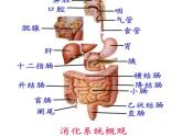 苏科版七年级下册生物 9.2人体的组成 课件