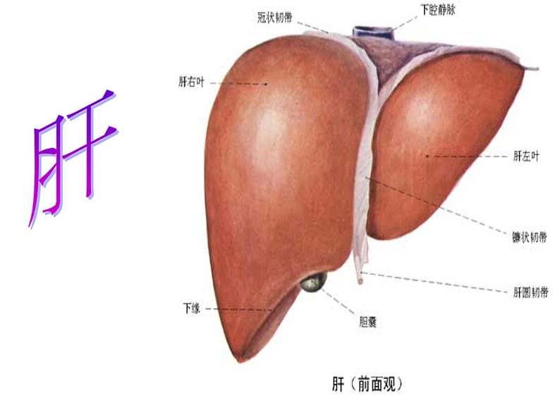 苏科版七年级下册生物 9.2人体的组成 课件06