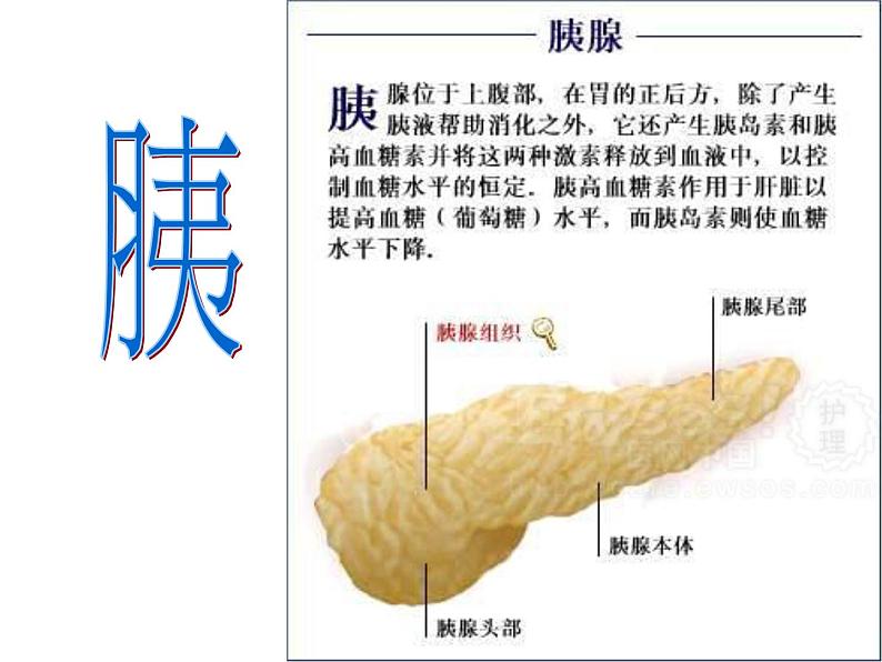 苏科版七年级下册生物 9.2人体的组成 课件07