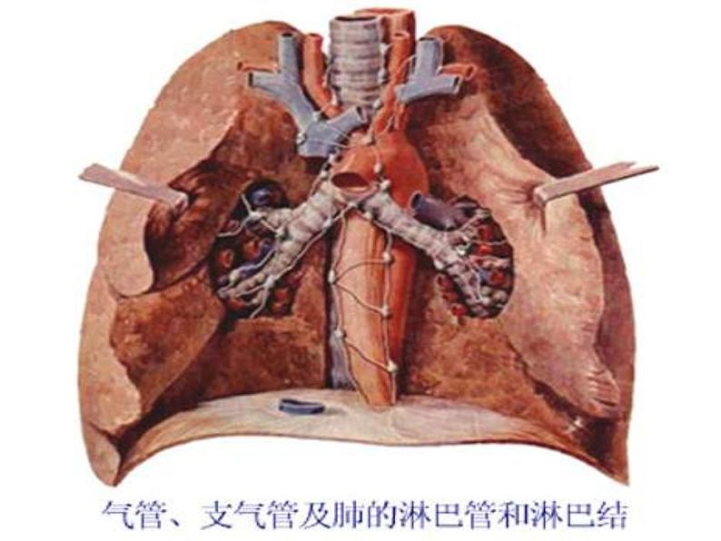 苏科版七年级下册生物 9.2人体的组成 课件08