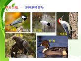 苏科版七年级下册生物 12.1鸟类 课件
