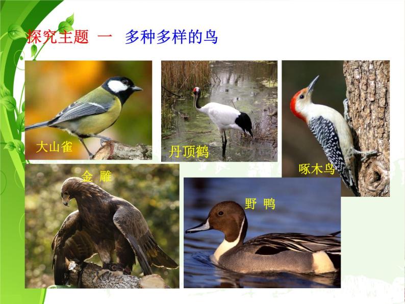 苏科版七年级下册生物 12.1鸟类 课件04