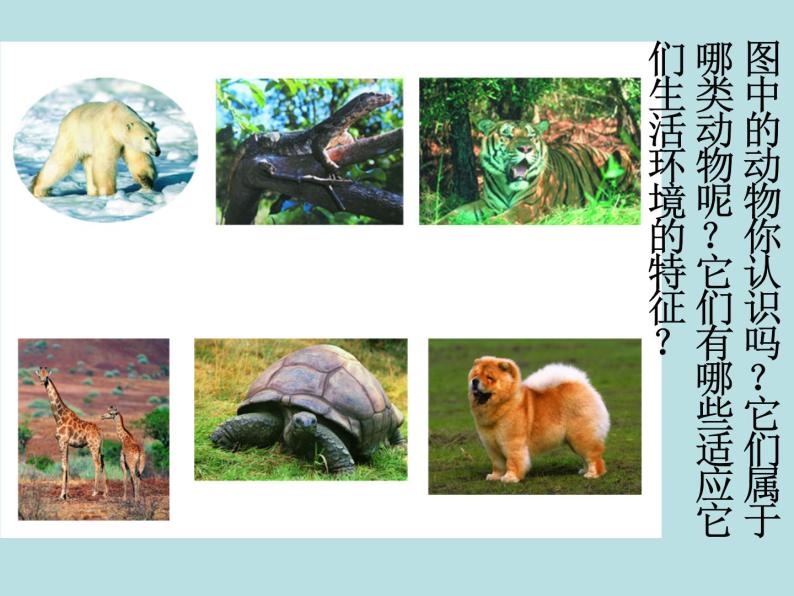 苏科版七年级下册生物 11.2地面上的动物 课件05