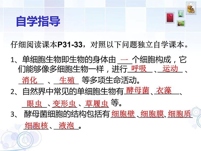 苏科版七年级下册生物 9.3单细胞的生物体 课件第3页