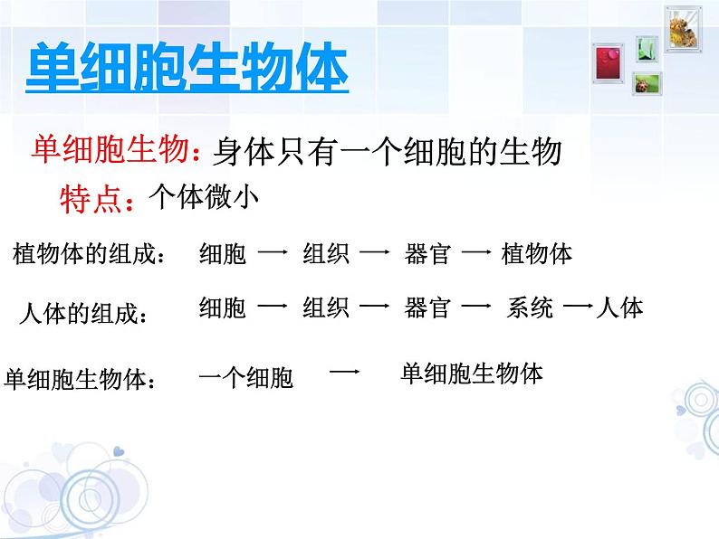 苏科版七年级下册生物 9.3单细胞的生物体 课件第4页