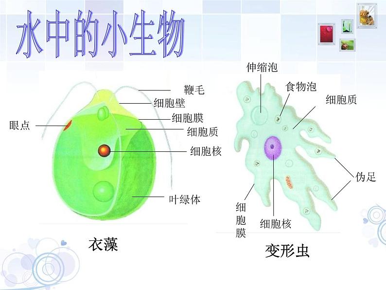 苏科版七年级下册生物 9.3单细胞的生物体 课件第5页