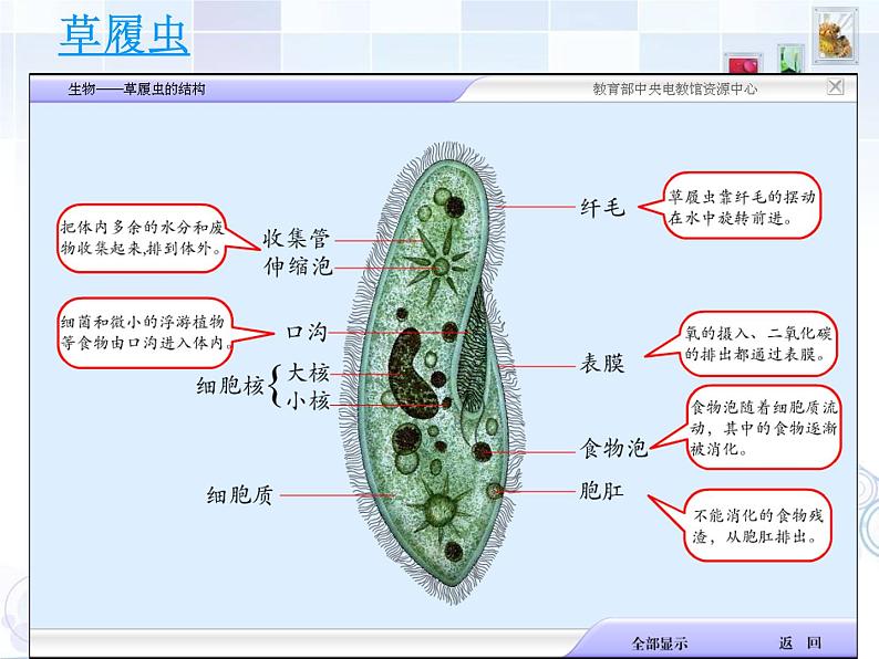 苏科版七年级下册生物 9.3单细胞的生物体 课件第7页